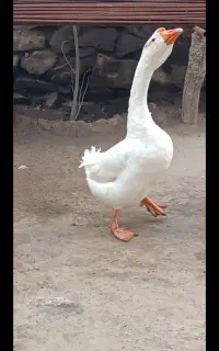 ۵۰ عدد غاز بزرگ و کوچیک دارم
