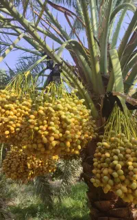 فروش نخل برحی
