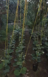 نهال کیوی