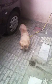 سگ پامر
