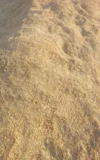 یونجه برمه چین یک