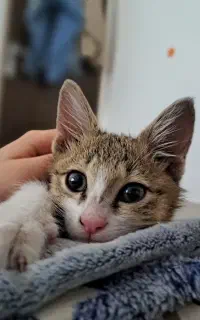 واگذاری رایگان بچه گربه