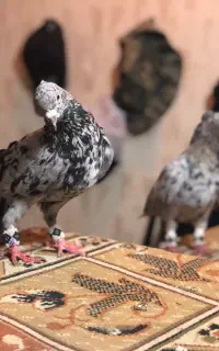 کبوتر کلکسیونی