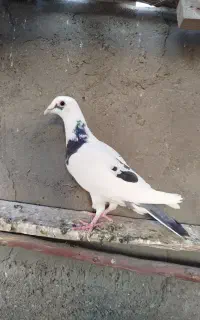 کبوتر