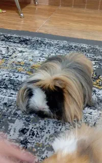 خوکچه واگذاری رایگان