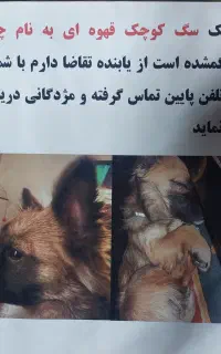 سگ گمشده