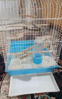 قفس پرنده بزرگ سالم