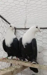 کفتر