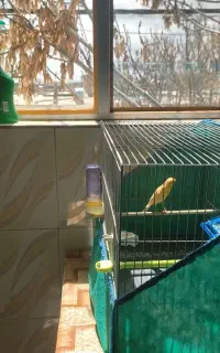 قناری نر کشیده