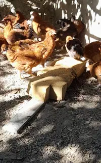 مرغ  چهار ماهه