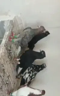 نر سروردم سفید با نر شهری