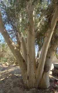 خرید درخت اکالیپتوس