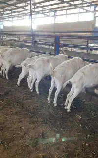 بز سانن اصل فرانسوی تک خون فرانسه