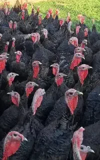 بوقلمون.مرغ تخم گذار. جوجه. اردک محلی ارگانیک