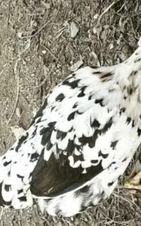 فروش مرغ و خروس