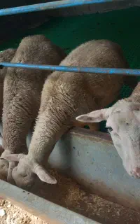 گوسفند رومن بره ماده ونر