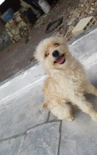 سگ پاکوتاه شیتزو کرم نر حرف گوش کن