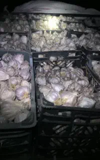 سیر بذرری قرمز