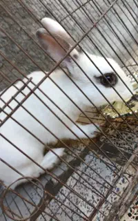 خرگوش