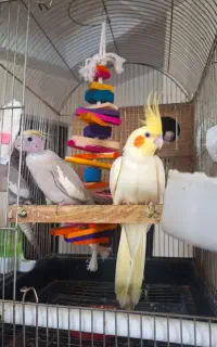 تخم عروس هلندی نطفه دار