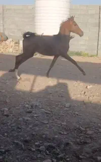 فرووش کره اسب
