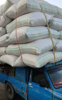 کاه گندم درجه یک سبوس دار
