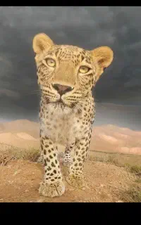 سیم کارت