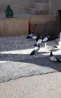 کبوتر