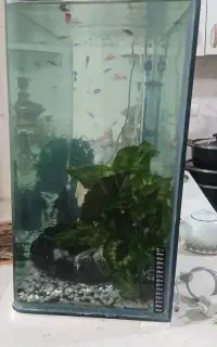 اکواریوم