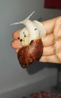 حلزون با کیفیت و زیبا