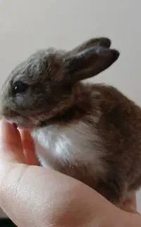 2تا بچه خرگوش