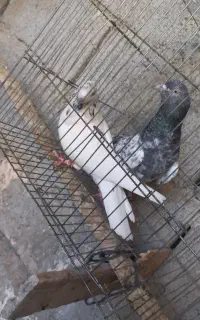 کفتر پاکستانی