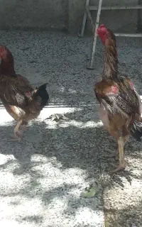 معاوضه با مرغ رسمی تخم گذار