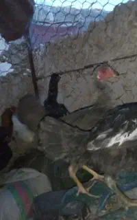 نوچه و جوجه خروس شروایی