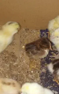 فروش جوجه بومی