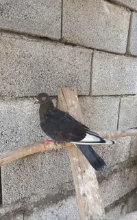 کبوتر