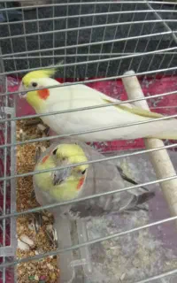 فروش یه جفت عروس هلندی
