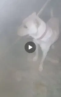 واگذاری سگ نگهبان
