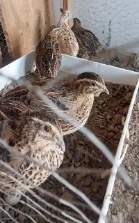 بلدرچین ماده