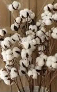 مقداری  کولوزه پنبه