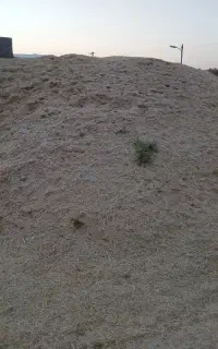 کاه گندم