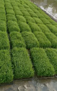 نشا برنج علی کاظمی باکسی تراکم بالا