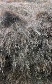 علف تازه