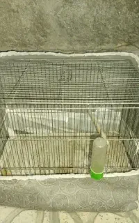 قفس