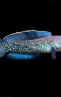 تنوع بالا ماهی در سام آکواریوم