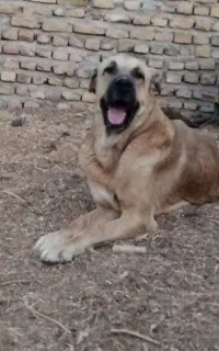 سگ پژدر