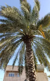 فروش یک عدد نخل