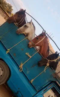 خرید و فروش اسب و مادیان