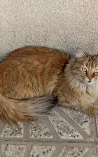 گربه گمشده مژدگانی قابل توجه