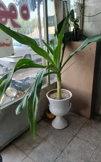 گل سوسن